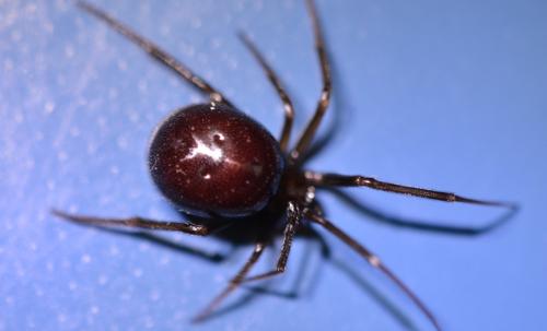 Steatoda grossa